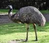 Австралийский страус «Эму»