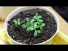 Встроенная миниатюра for Как вырастить павловнию и катальпу | Посев семян