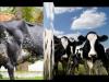 Встроенная миниатюра for 127, 7 литра молока в день от коровы.