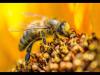 Встроенная миниатюра for Один день из жизни пчелы. Макросъемка