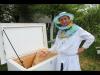 Встроенная миниатюра for Технология пчеловождения в лежаках