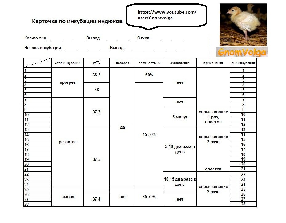 Инкубатор блиц норма 72 таблица. Таблица инкубации утиных яиц мускусной утки. Таблица вывода куриных яиц в инкубаторе блиц. Таблица режим инкубации куриных яиц в инкубаторе по дням. Таблица инкубации мускусных уток.