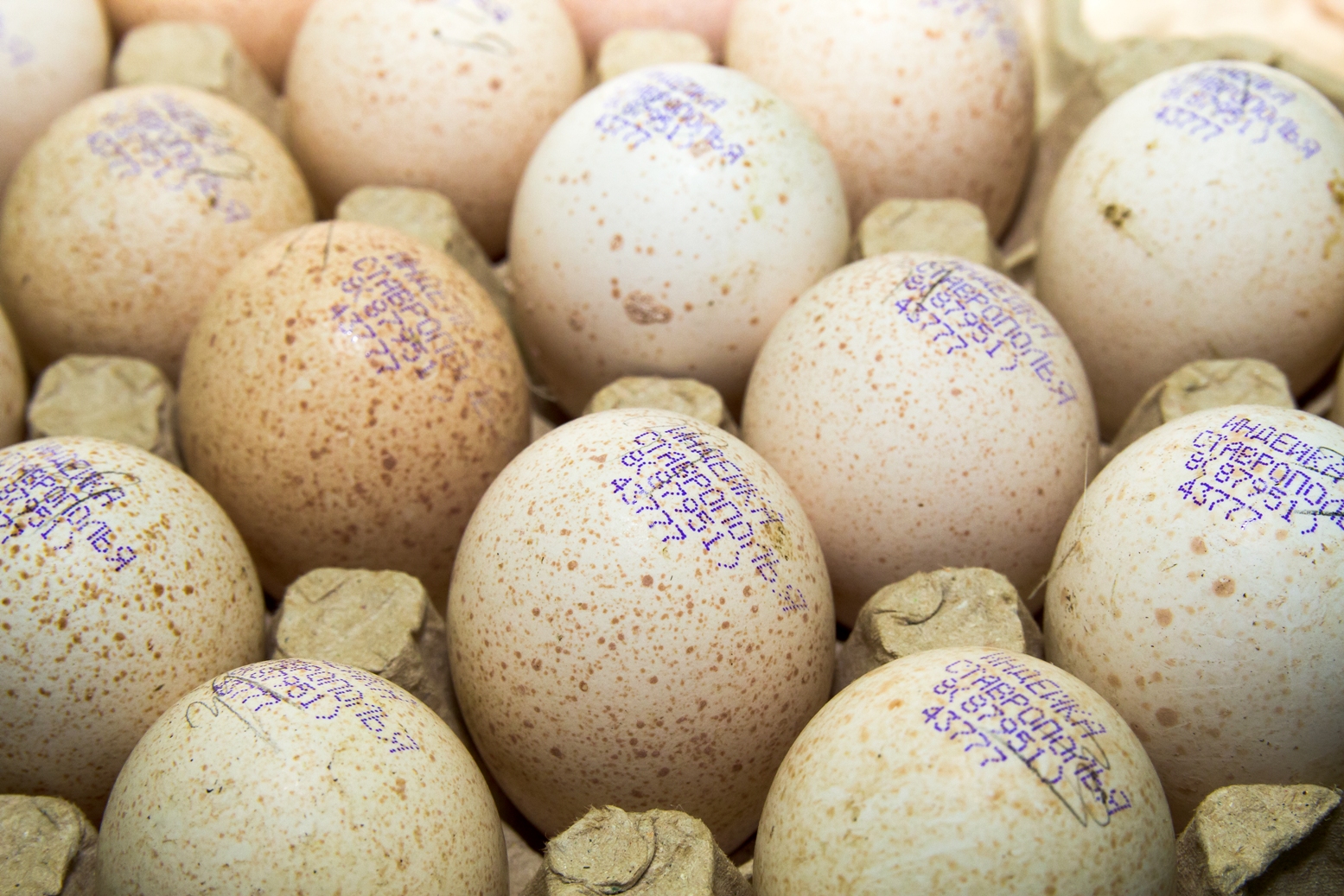 Купить яйцо инкубационное алтайский. Яйцо инкубационное индюшиное. Инкубационные яйца страуса. Инкубационное яйцо индейки Хайбрид.